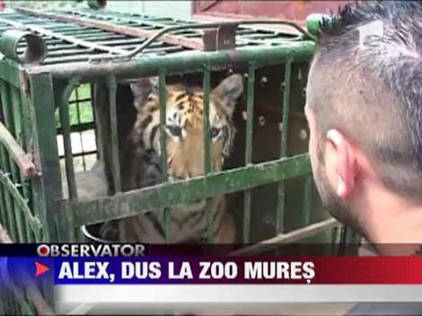 Tigrul Alex a fost luat de langa stapan