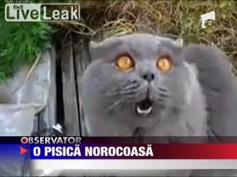 Pisica spalata la masina