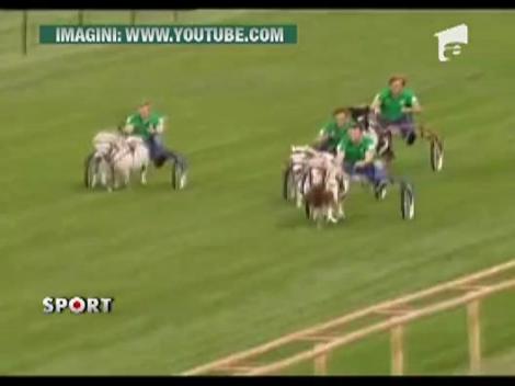 6 fotbalisti de la Werder Bremen s-au intrecut de pe ponei