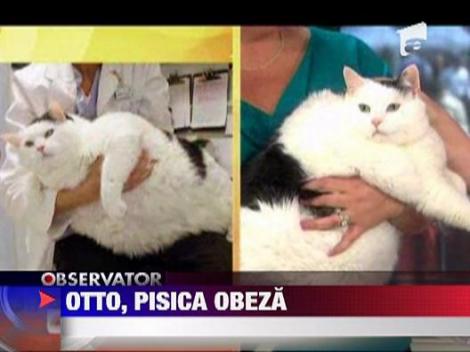 Otto,pisica de 16 kilograme
