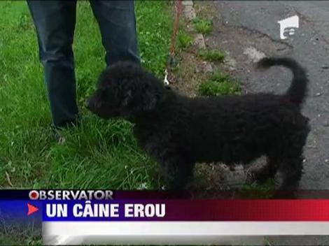 Caine salvator in Arad