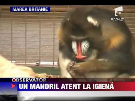 Maimuta isi face pedichiura