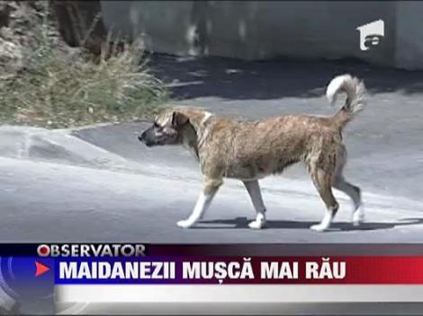Canicula ii face mai agresivi pe maidanezi