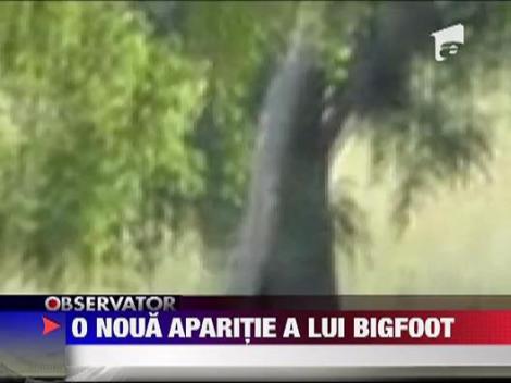 O noua aparitie a lui Bigfoot
