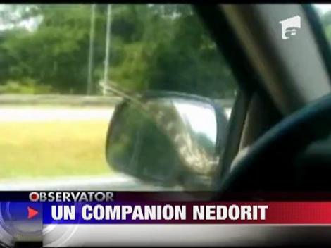 Un sofer din SUA si-a condus masina cu un sarpe pe parbriz