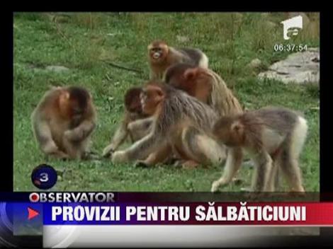 Animale in pericol de moarte