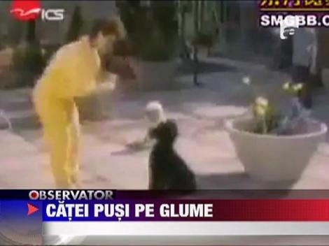 Catei pusi pe glume