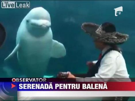 Muzica este un limbaj universal