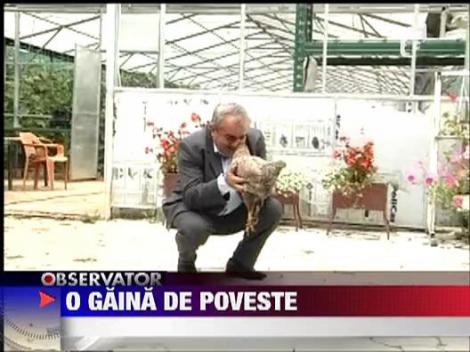Gaina, animal de companie