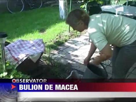 Bulion de Macea