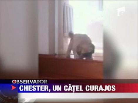 Un catel curajos