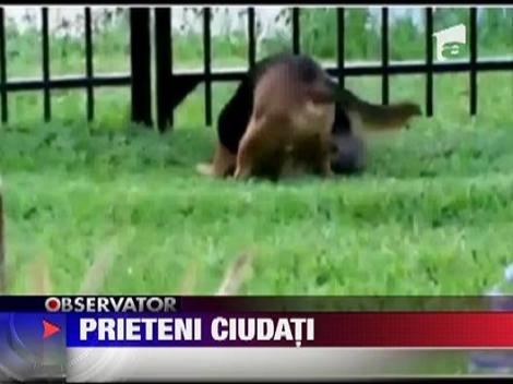 Doi parteneri inediti de joaca