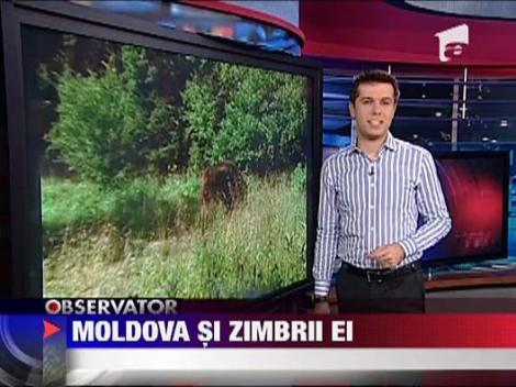 Moldova si rezervatia de zimbri
