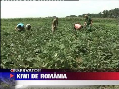 Romania produce si kiwi