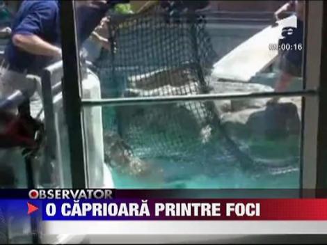 Caprioara din acvariu