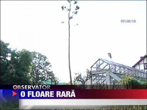 Agave Americana a inflorit la Cluj dupa 30 de ani