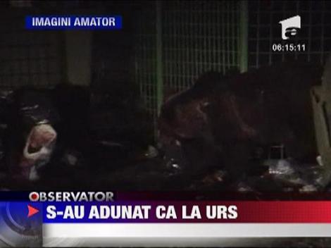 O ursoaica si puii ei  au devenit vedete la Busteni