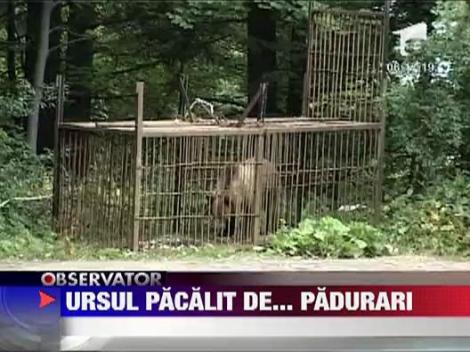 Urs capturat de padurari