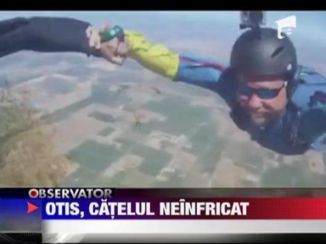 Vezi cum sare un caine cu parasuta!