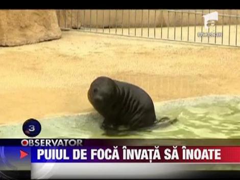 Un pui de foca ia lectii de inot