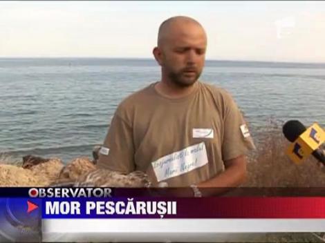 Mor pescarusii pe litoral