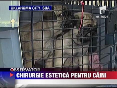 Chirurgie estetica pentru caini