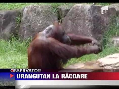 Inteligenta uimitoare: Urangutanii se racoresc ca oamenii