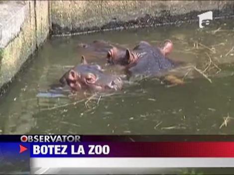 Botezul unui hipopotam
