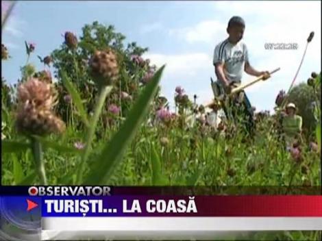 Festival International de Cosit