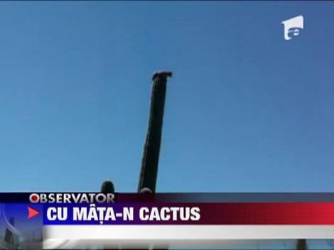 Un ras a stat 6 ore pe un cactus