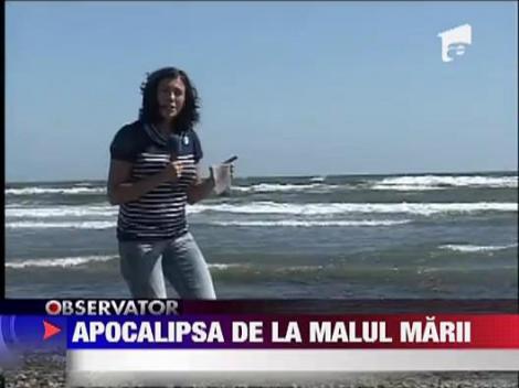 Peisaj apocaliptic la malul marii