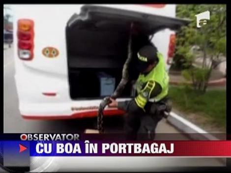 Microbuz de naveta cu un sarpe Boa in portbagaj