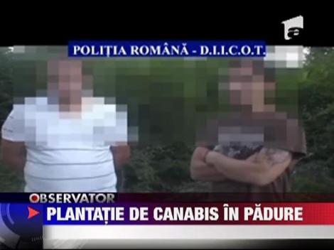 Plantatie de marijuana in padure la Snagov