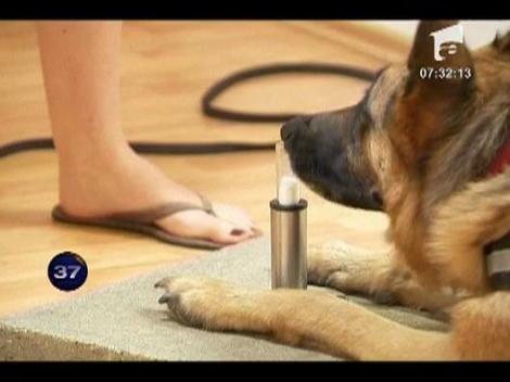 Caini dresati sa depisteze cancerul pulmonar