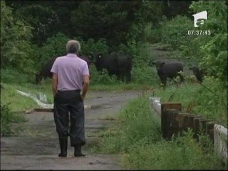 Un fermier japonez sfideaza radiatiile de la Fukushima