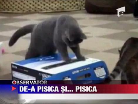 Capcane intre pisici