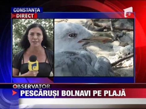 Zeci de pescarusi loviti de o boala necunoscuta pe litoral