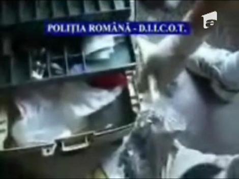 Plantatie de marijuana in debara