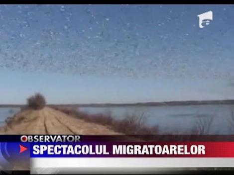 Spectacolul gastelor salbatice