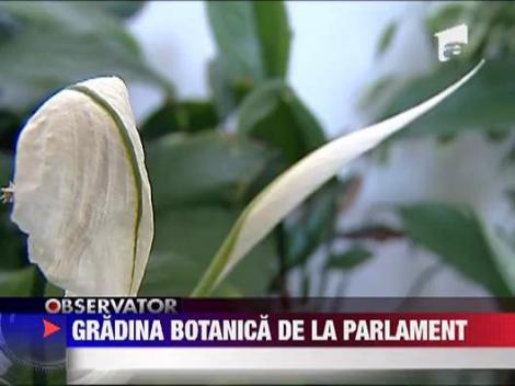Gradina botanica de la Palatul Parlamentului