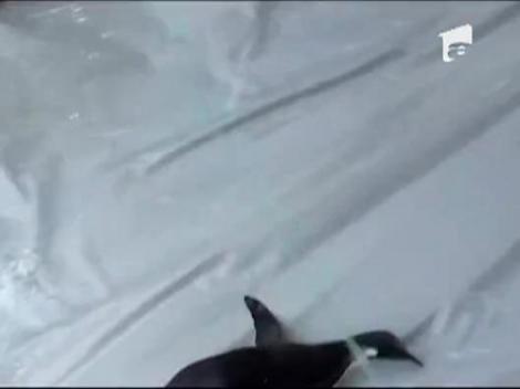 Pinguinul ratacit s-a intors in Antartica