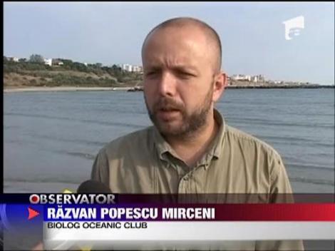 Pui de delfin salvat de plaja din Vama Veche