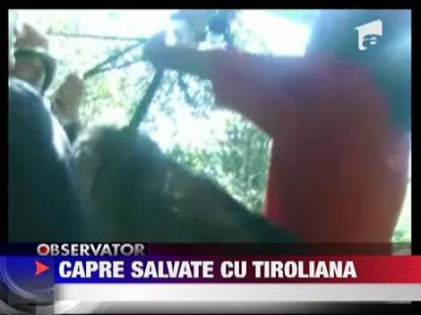 Capre salvate cu tiroliana