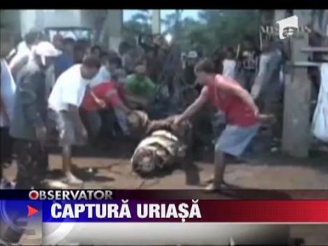 Crocodil gigant, capturat viu in Filipine