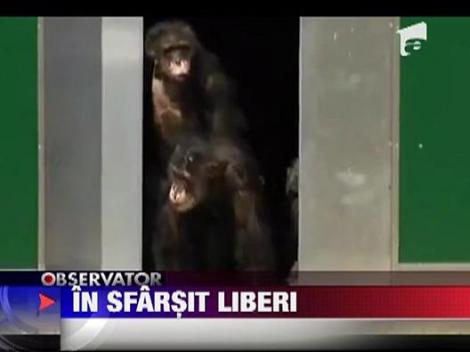 Cimpanzei liberi dupa 30 de ani