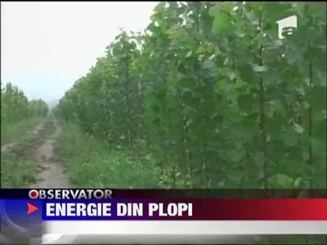 Caldura din plopi energetici