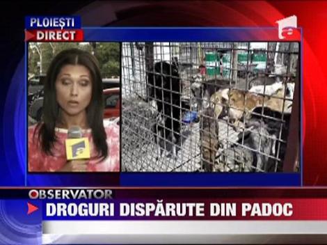 Droguri disparute din padoc