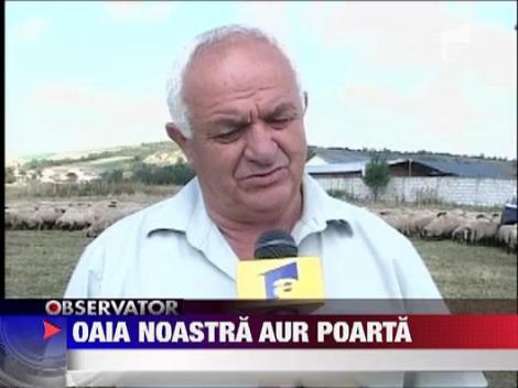 Lana, o afacere profitabila