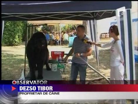 Concurs de frumusete canina