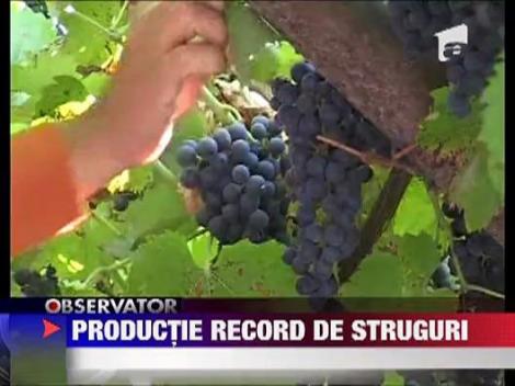 Recolta bogata la struguri